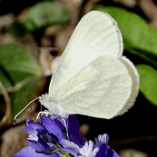 Leptidea duponcheli [L.]Auf RikenMons Nature-Guide