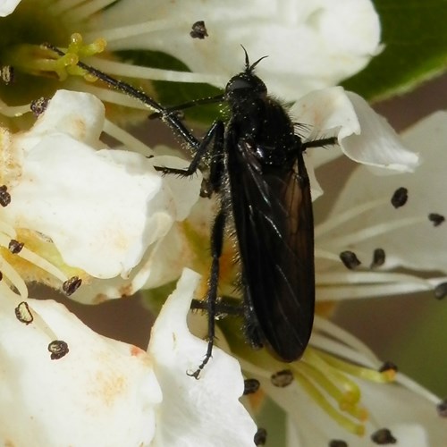 Empis ciliata [L.]在RikenMon的自然指南