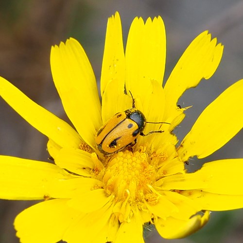 Cryptocephalus rugicollis [L.]Sur le Nature-Guide de RikenMon