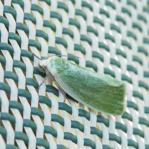 Earias clorana [L.]Sur le Nature-Guide de RikenMon