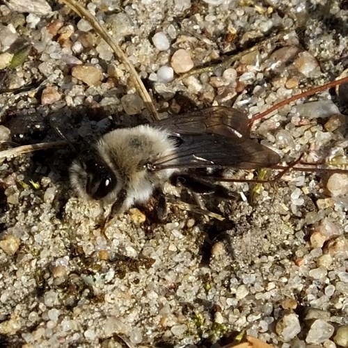 Andrena vaga [L.]su guida naturalistica di RikenMon