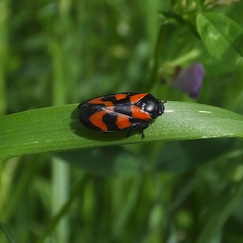 Black-and-red froghopperon RikenMon's Nature-Guide