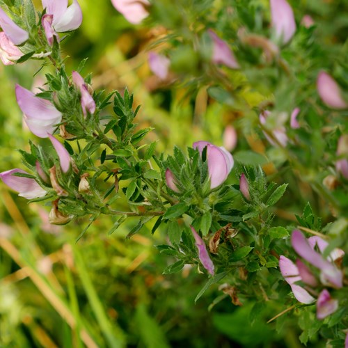 Bugrane épineuseSur le Nature-Guide de RikenMon