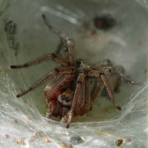 Agelena labyrinthica [L.]En la Guía-Naturaleza de RikenMon