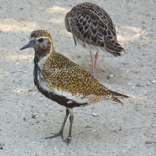 Chorlito dorado EuropeoEn la Guía-Naturaleza de RikenMon