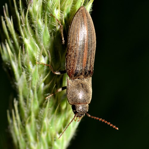 Agriotes lineatus [L.]En la Guía-Naturaleza de RikenMon