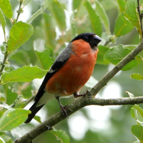 Goudvinkop RikenMon's Natuurgids