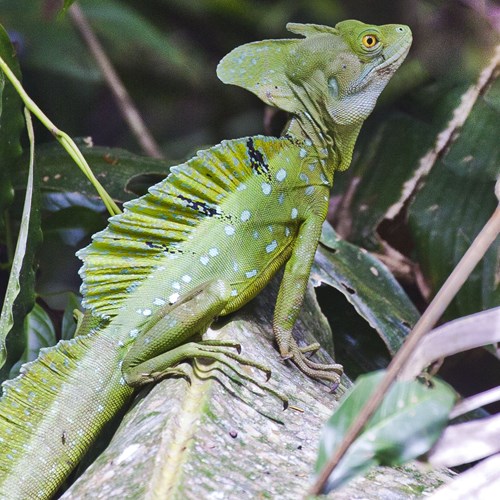 Basiliscus plumifrons [L.]на Nature-Guide RikenMon в