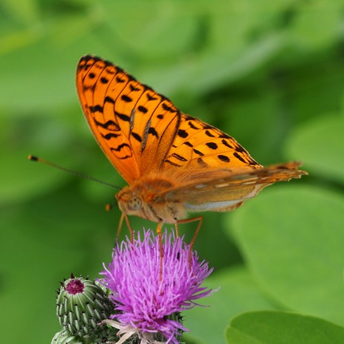 Argynnis aglaja [L.]在RikenMon的自然指南