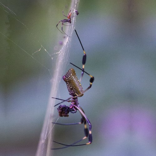 Golden orb-web spideron RikenMon's Nature-Guide