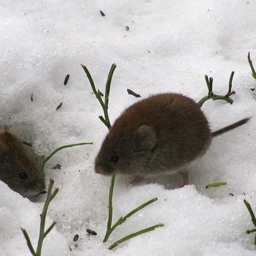 Topillo agresteEn la Guía-Naturaleza de RikenMon