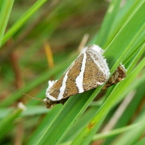 Deltote bankiana [L.]En la Guía-Naturaleza de RikenMon