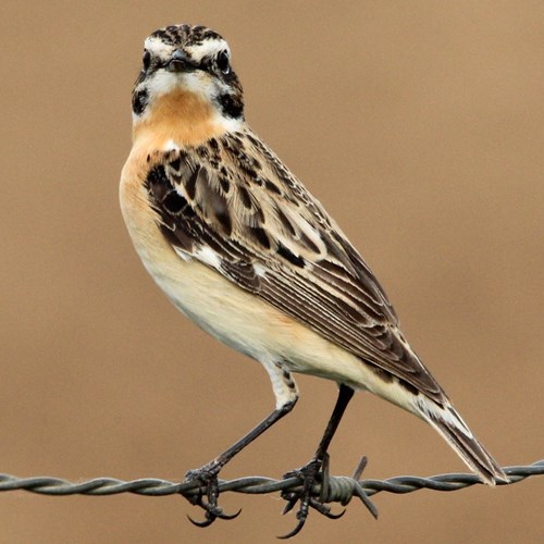 Paapjeop RikenMon's Natuurgids