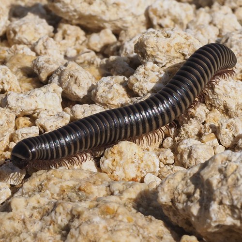 Ommatoiulus rutilans [L.]на Nature-Guide RikenMon в