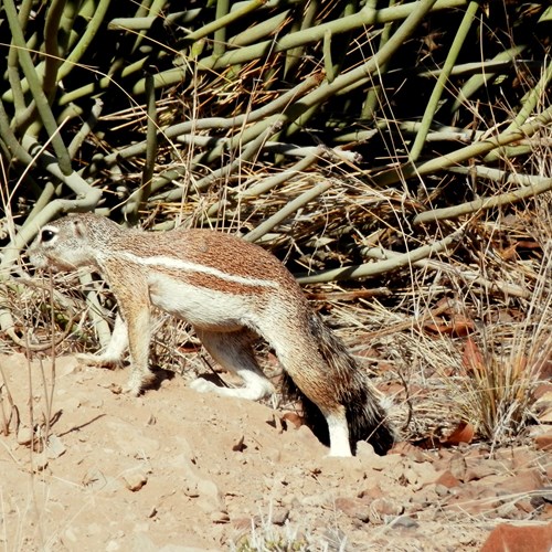 Xerus inauris [L.]Em Nature-Guide de RikenMon