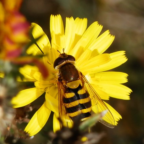 Syrphus ribesii [L.]Sur le Nature-Guide de RikenMon