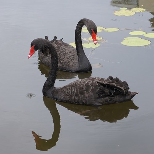 Cisne negroEn la Guía-Naturaleza de RikenMon