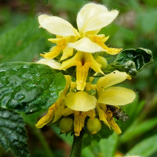 Lamiastrum galeobdolon [L.]En la Guía-Naturaleza de RikenMon