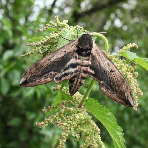 Sfinge del ligustrosu guida naturalistica di RikenMon