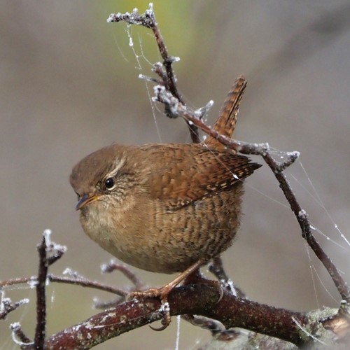 Scricciolo comunesu guida naturalistica di RikenMon