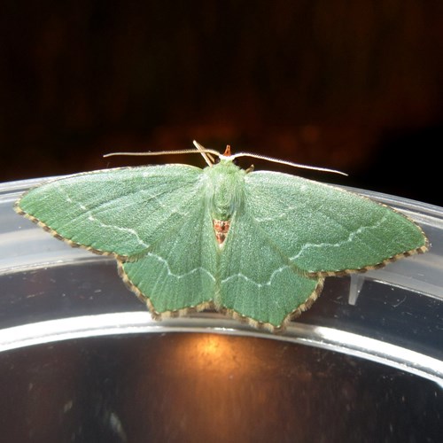 Hemithea aestivaria [L.]En la Guía-Naturaleza de RikenMon