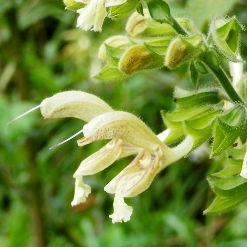 Galeopsis segetum [L.]En la Guía-Naturaleza de RikenMon