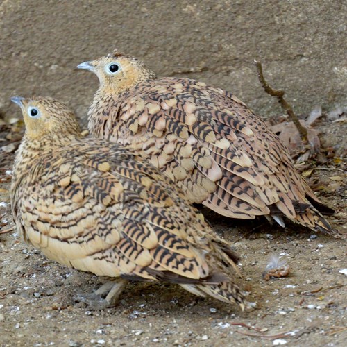 Quaglia comunesu guida naturalistica di RikenMon