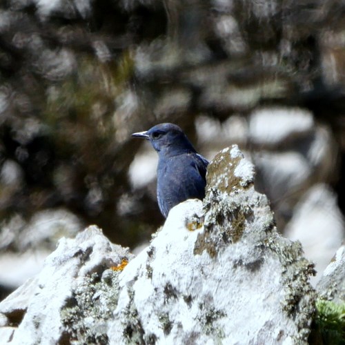 Roquero solitarioEn la Guía-Naturaleza de RikenMon