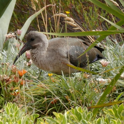 Ibis hagedashSur le Nature-Guide de RikenMon