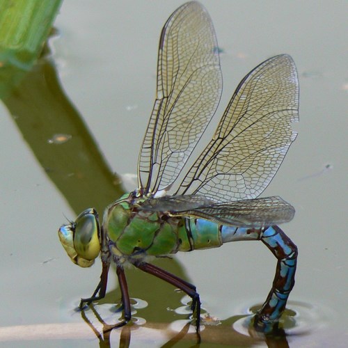 Libélula emperadorEn la Guía-Naturaleza de RikenMon