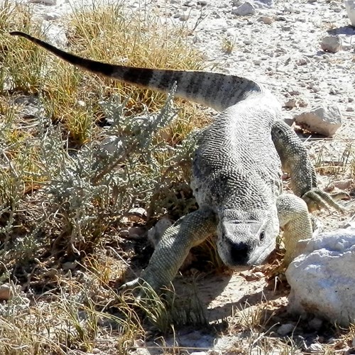 Varanus albigularis [L.]Em Nature-Guide de RikenMon