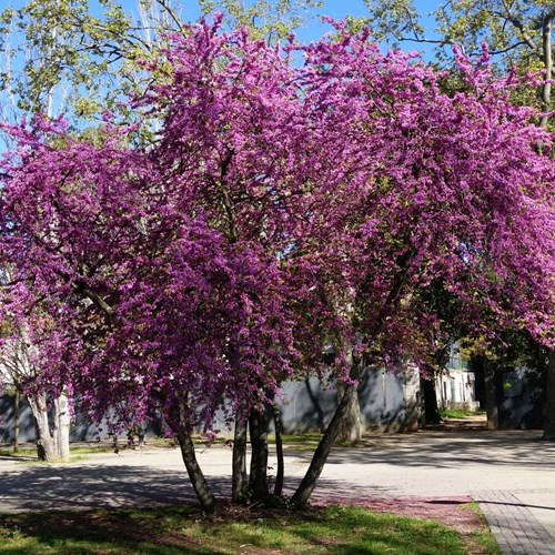 Cercis siliquastrum [L.]在RikenMon的自然指南