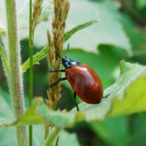 Chrysomela populi [L.]En la Guía-Naturaleza de RikenMon