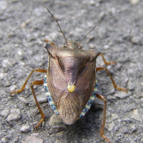 Pentatoma rufipes [L.]En la Guía-Naturaleza de RikenMon