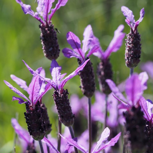 Lavandula stoechas [L.]在RikenMon的自然指南