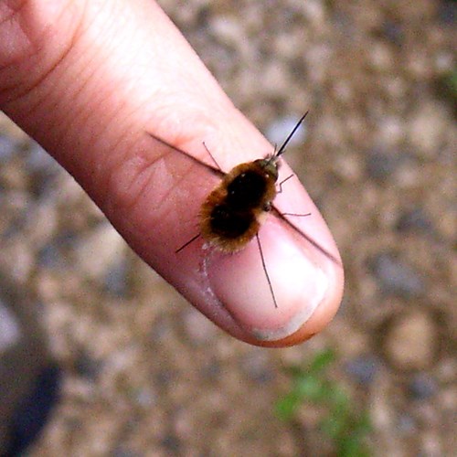 Bombylius major [L.]En la Guía-Naturaleza de RikenMon