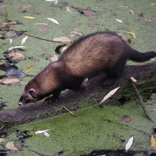 Puzzola europeasu guida naturalistica di RikenMon