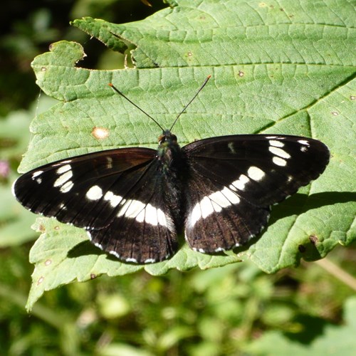 Limenitis camilla [L.]su guida naturalistica di RikenMon