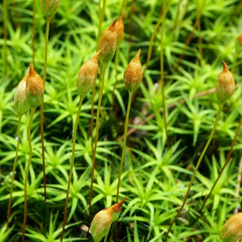 Polytrichum commune [L.]su guida naturalistica di RikenMon