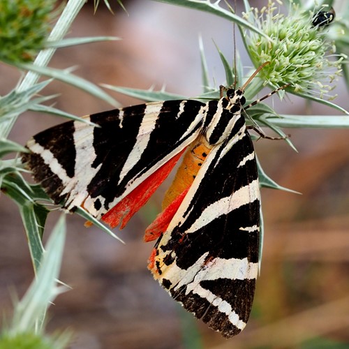 Falena dell'ederasu guida naturalistica di RikenMon