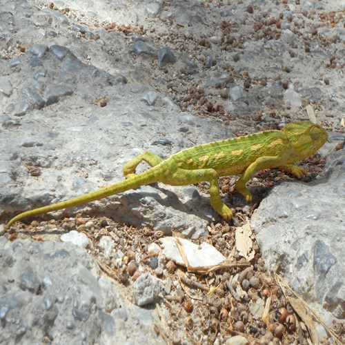 Camaleón común En la Guía-Naturaleza de RikenMon