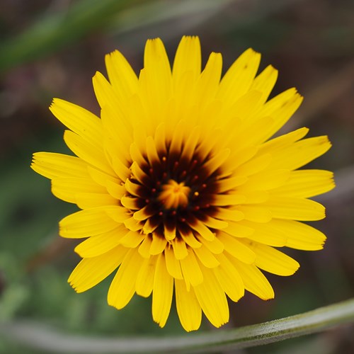 Reichardia tingitana [L.]su guida naturalistica di RikenMon