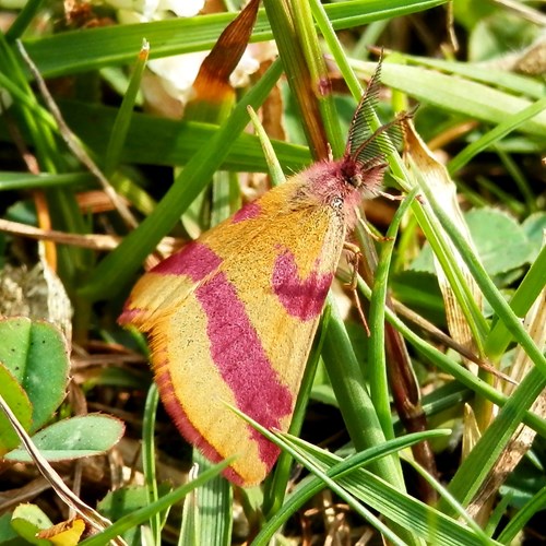 Purple barred yellowon RikenMon's Nature-Guide