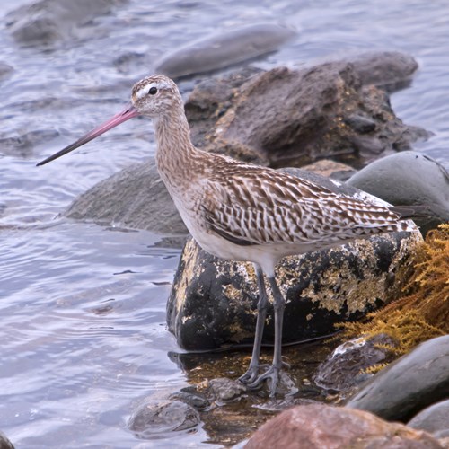 Barge rousseSur le Nature-Guide de RikenMon