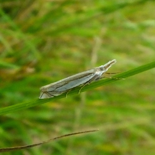 Crambus pascuella [L.]Sur le Nature-Guide de RikenMon