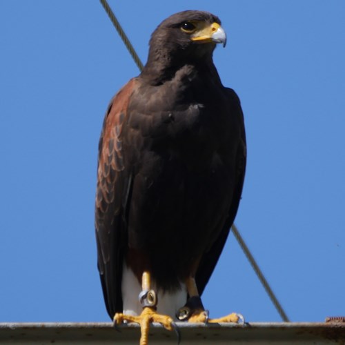 栗翅鷹在RikenMon的自然指南
