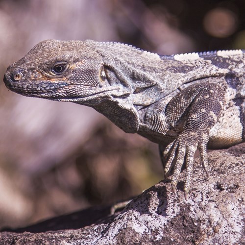 Iguana rayadaEn la Guía-Naturaleza de RikenMon