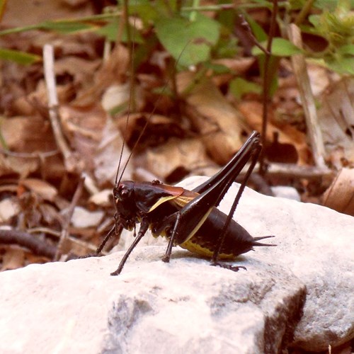 Bergbraamsabelsprinkhaanop RikenMon's Natuurgids