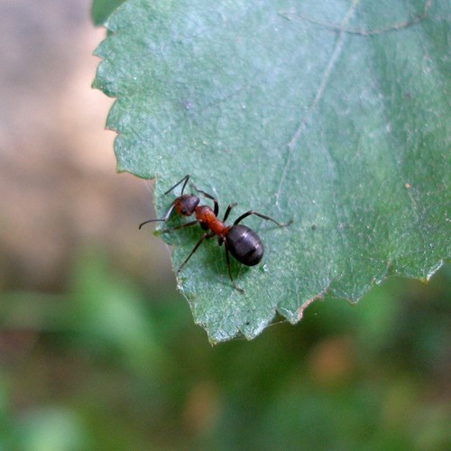 Rode bosmierop RikenMon's Natuurgids