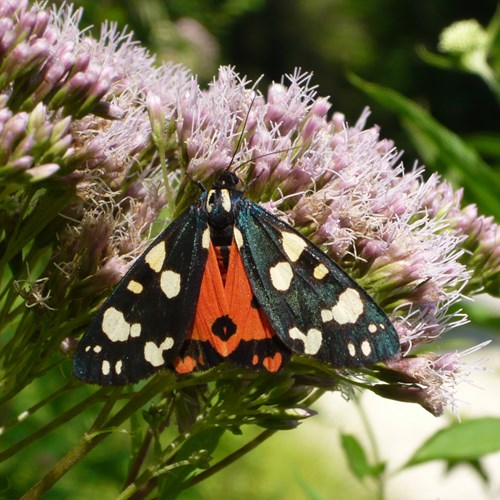 Écaille rougeSur le Nature-Guide de RikenMon